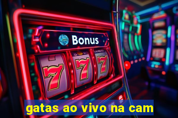 gatas ao vivo na cam