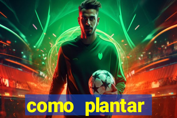 como plantar gergelim no vaso